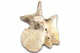 Fossil Spinosaurid (Sigilmassasaurus?) Cervical Vertebra - Morocco #350888-3